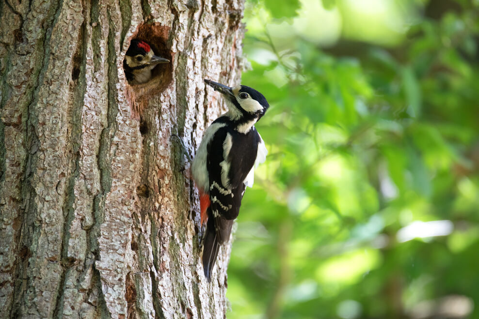 Identify UK woodpeckers | Wildlife Watch